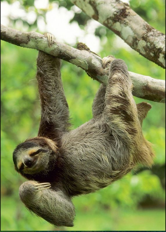 ������ ����, ����������!. ���������� �������!