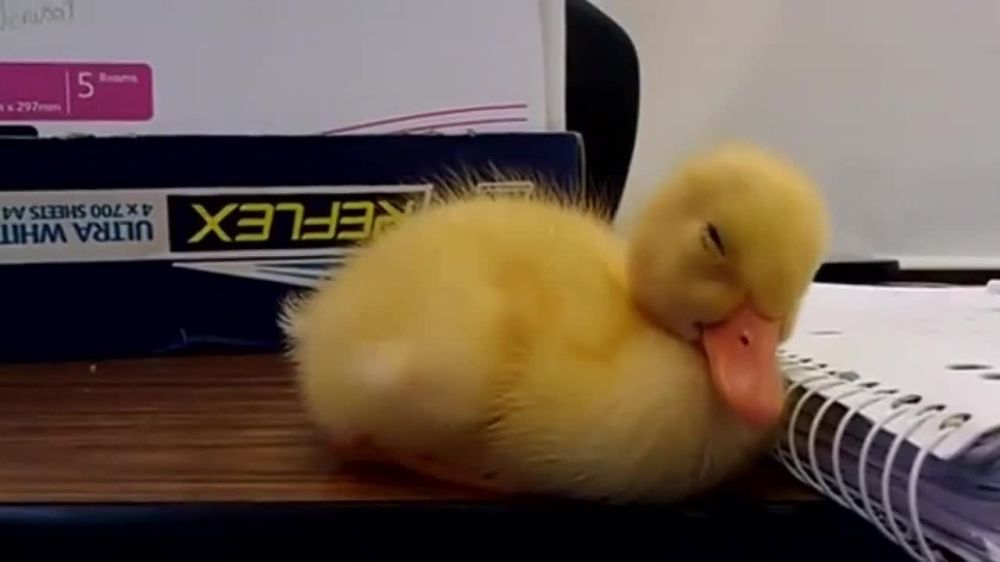 ������ ���� �����������!. ������ �������� �����������! ��� ������� ��������� ����� ����� �������� �������, �������� ���������� � ��������. ����� ���� ������ ���������� � �������� ���������� �������� ��������! ������������� �������������� �������������