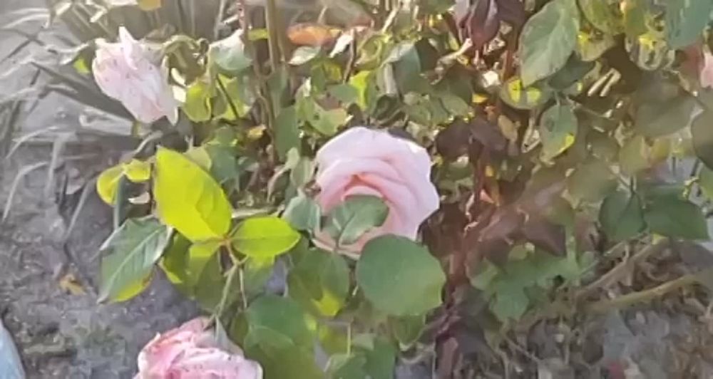 ������ ���������� � ���������� �������� ������������ ������ �� �������������� ����