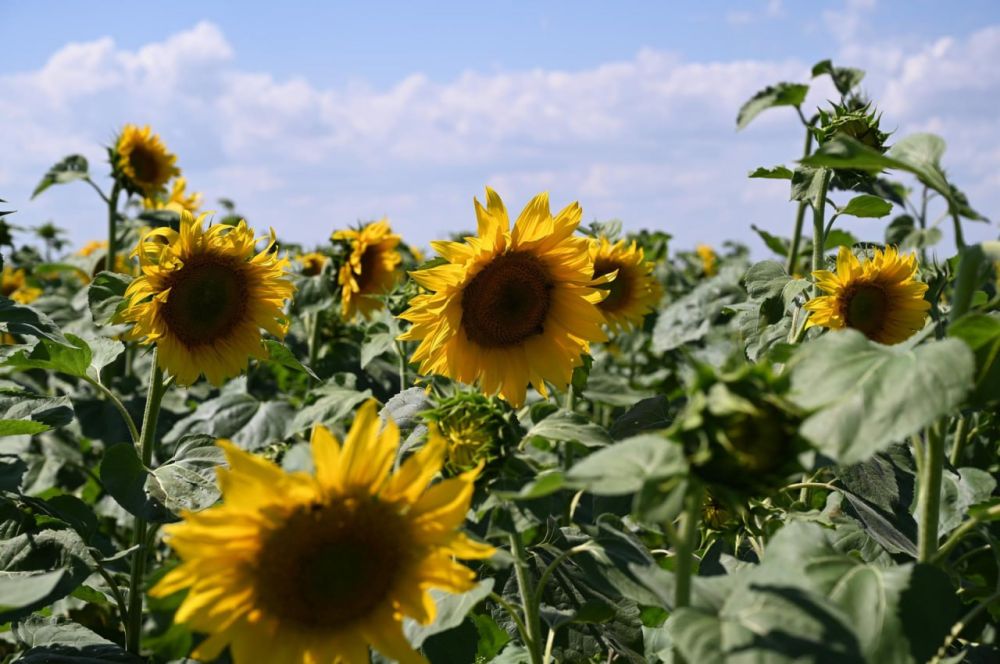 � ����� �������� ������������ ������ �������������