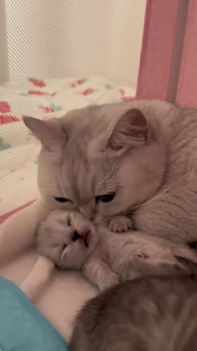 ���, ���������, ���� ��� �� �������� ���-�������.