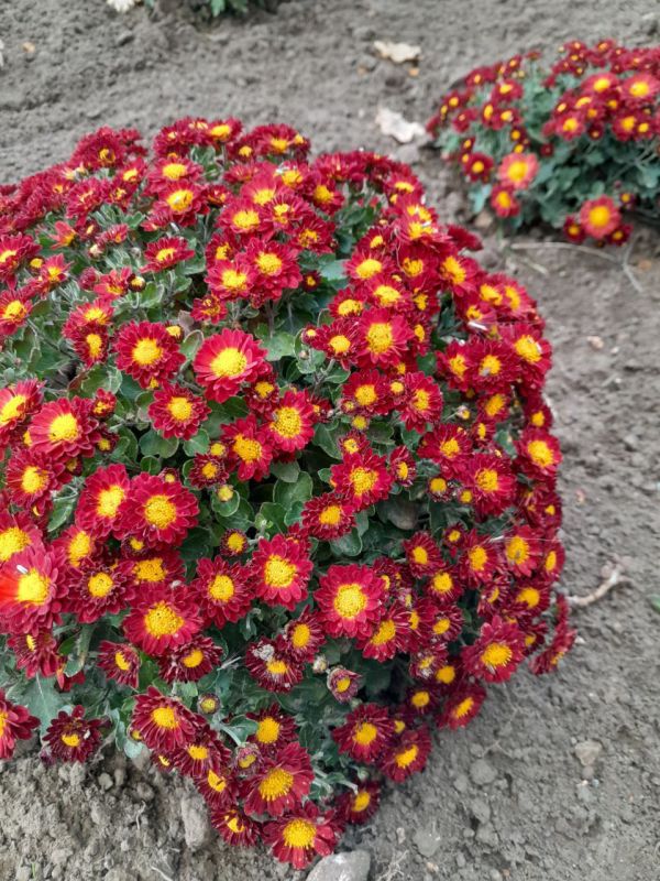 � ���������� ��������, � ��������� �������� ���..