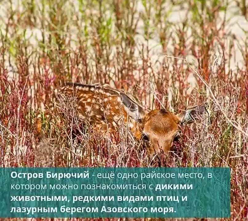 ������ ���������� �������