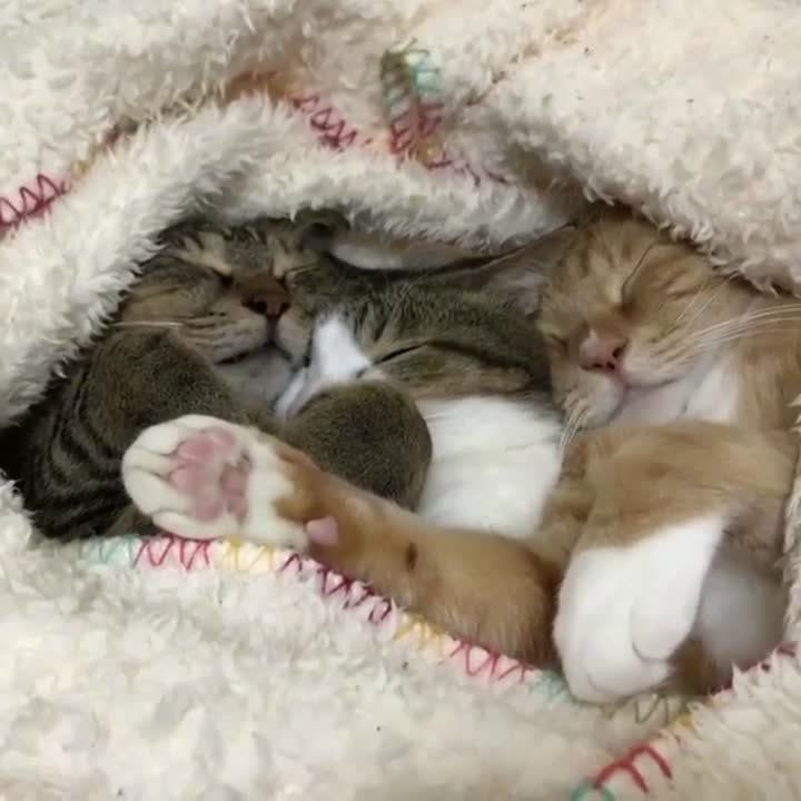 ������ ����. ������� � ������� ���� ������� � ������������