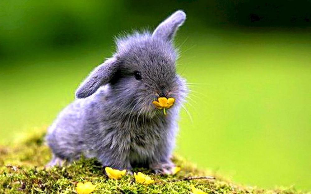 ������ ����, ���!