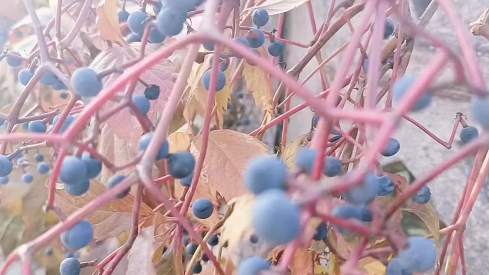 ������ ����, �������!. @VGA_Kakhovka