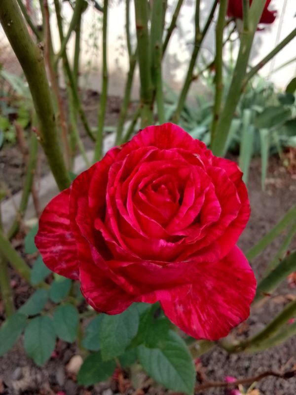 ������ ���� ������ �������� ���������� �������������