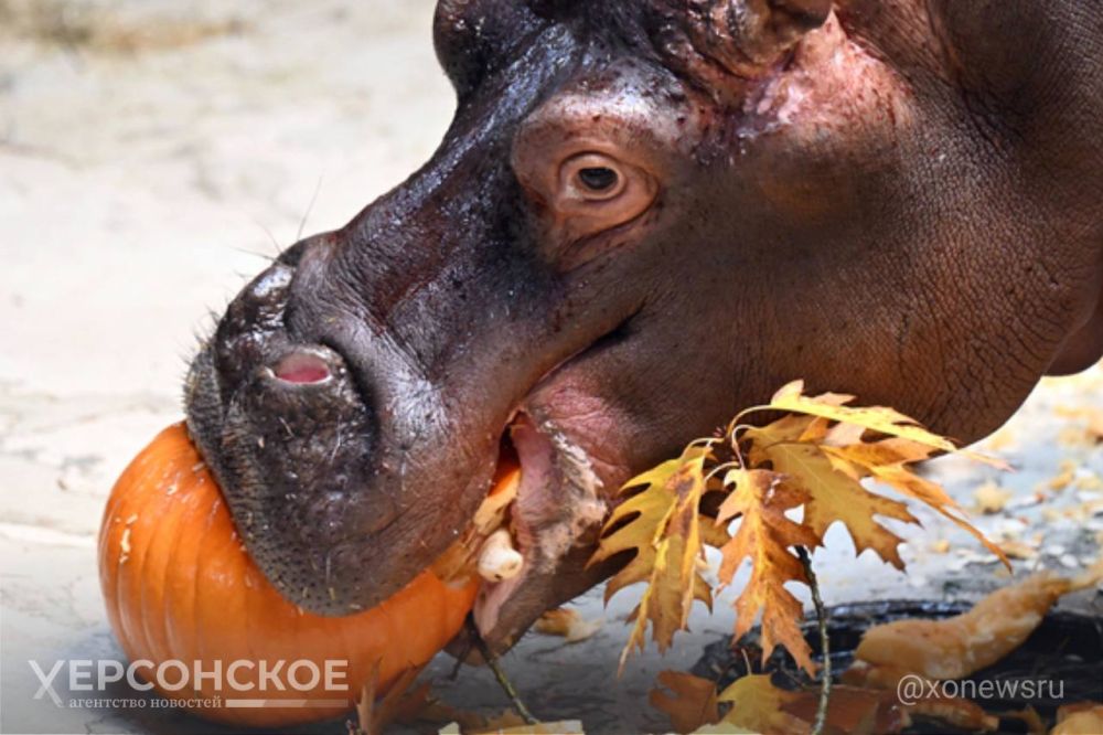 ���������� ��������-���� ��������� ���������� ���� � �������� ����������