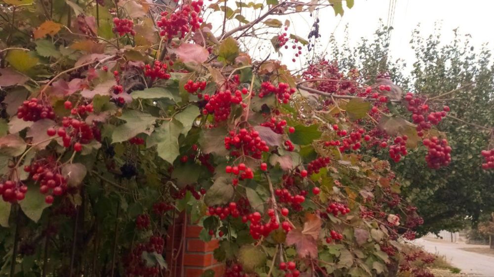 ������ ������ ������� ������� �� �������������� �������������