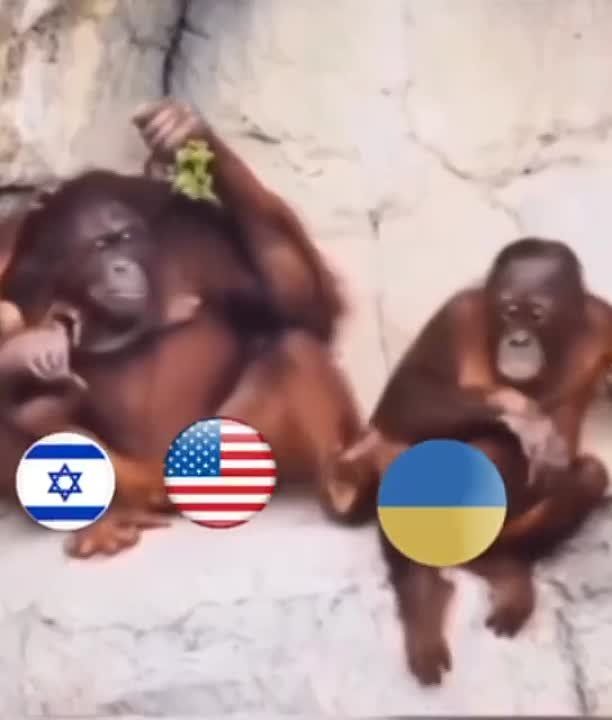 ������ ������, ������ ��������.