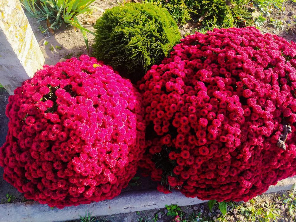 �������� ����� - ����������