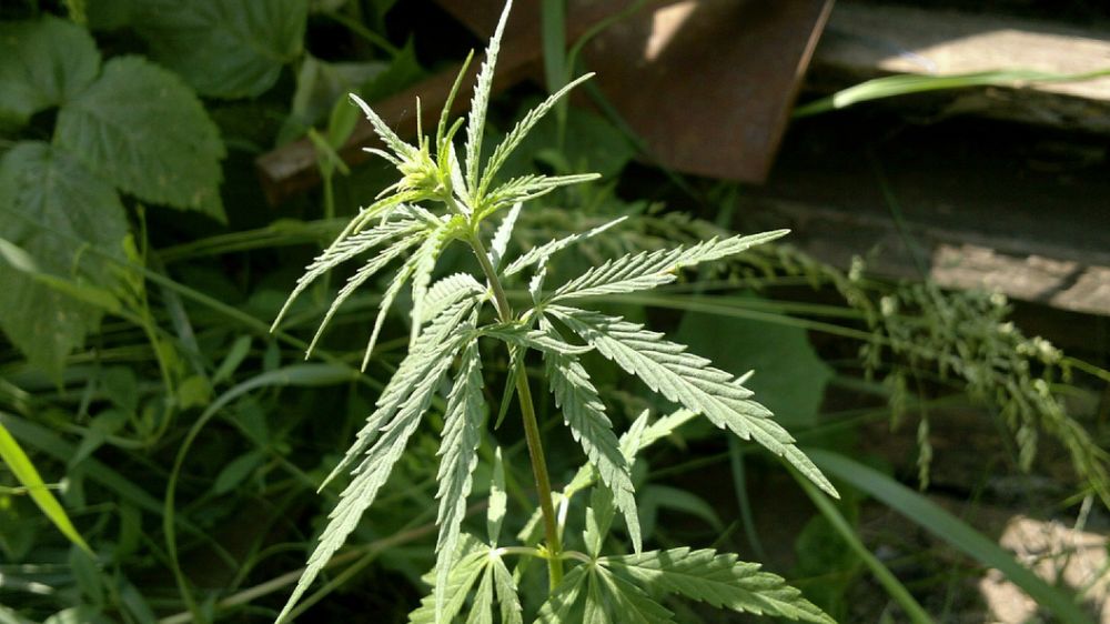 ����������� ����� � ������ ���������� ������� ���������