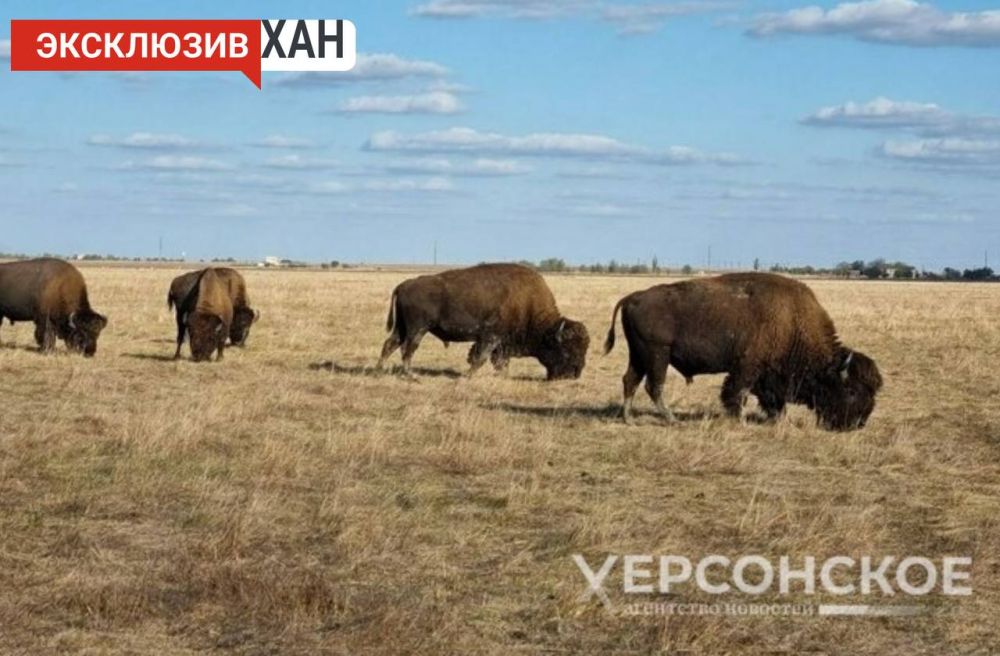 ����������� ����������� ��������-���� ����� ����� ������������� ������� � ����� ��������