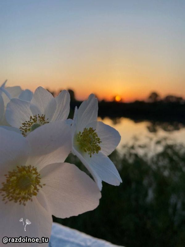 ������ ����, ����������!