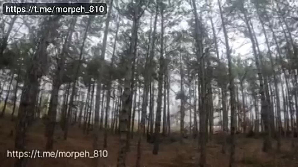 ������� ������� �������� 810-� ������� ������� ������ ������������� ����� � ����������� � ������ ������� ����� ������, ���������� �����������