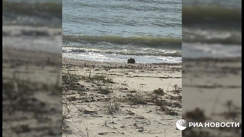 ���������� ������� ���� ��������� � ��������� ����������� ���� � ���������� �������, ��������� �� ��� ����������� �� �����, ��������� �������� ���������������� �������������� ������ ���������� ������