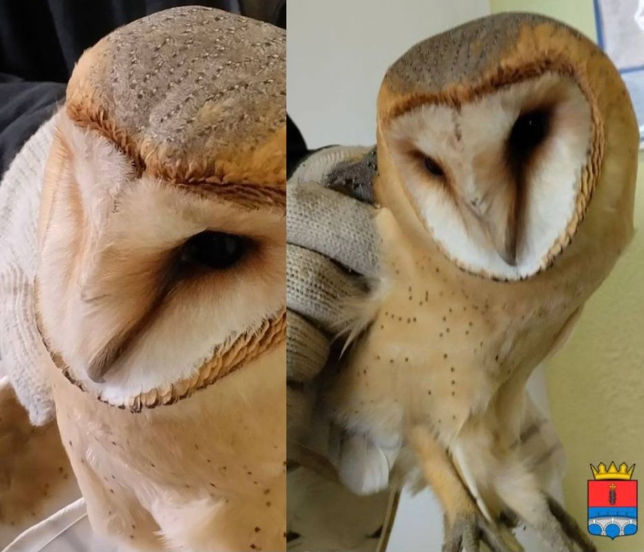 � ������������� �����������-����������� ������������� ��������� ���������� ����