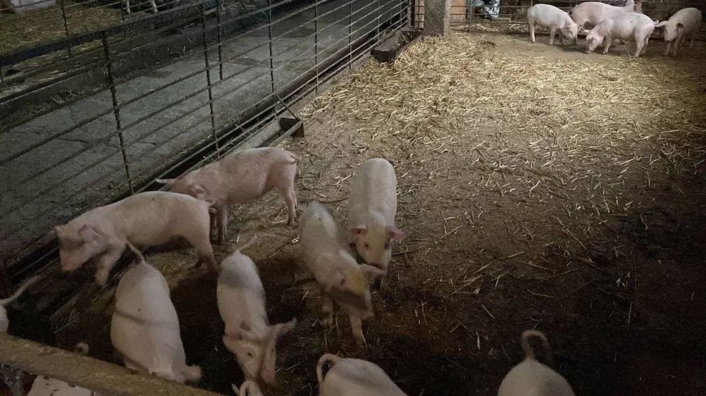 � �������� ��������� "������ ������" ������������� ���� ��������� ����������� � ���������� �������� ���������� �������