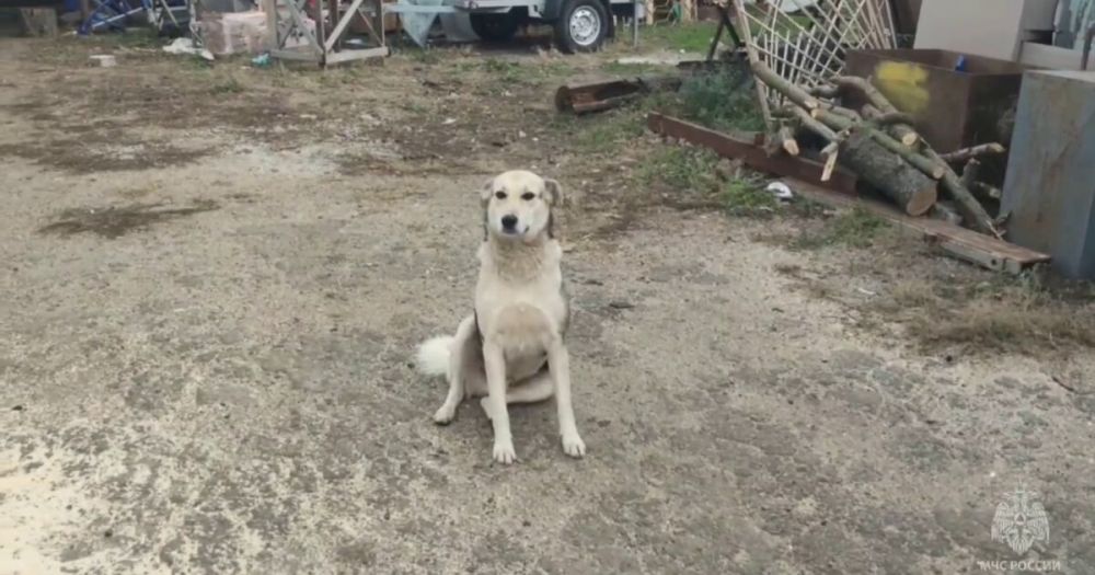 ���������� ����������� �������-������������� ��������� ��������� ��������� ��������