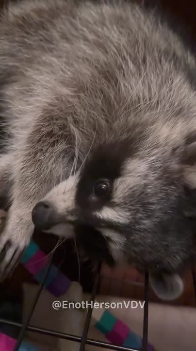 ��������� ����, ������� ��� ����, ������