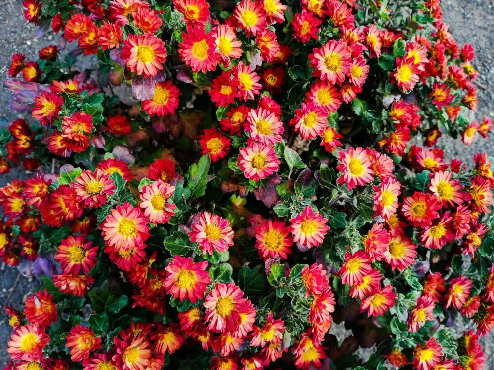 "����� ����� ����� ������, ���� �� ���� ���������..