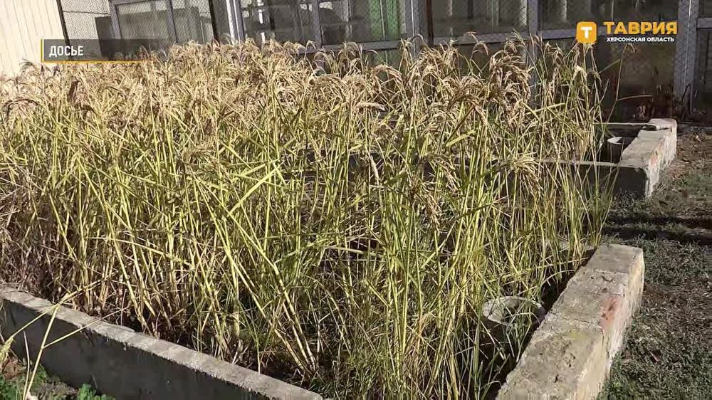 ������������ ��������� ��������� ������� � �������� ������������ ��� ������� ����������������