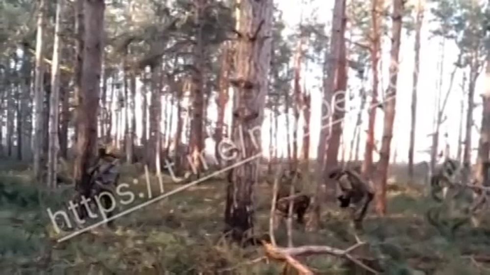 ������. ������ ��������� ����� ��������������� ��������. �����: ������� 810 ����� ����������� �������������� ������