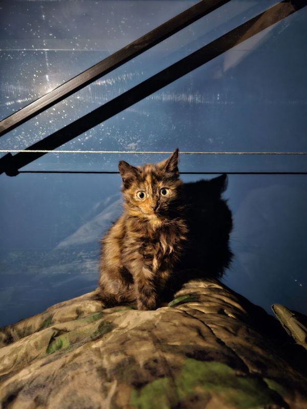 � ��� ����� ���� �������, ������������ ��� ������ � ������