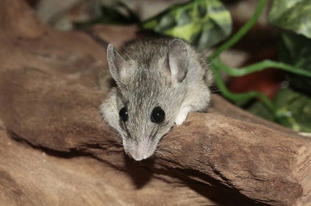 ������, ��������� � ����: ��� ����������� � ������ ���������� � ������