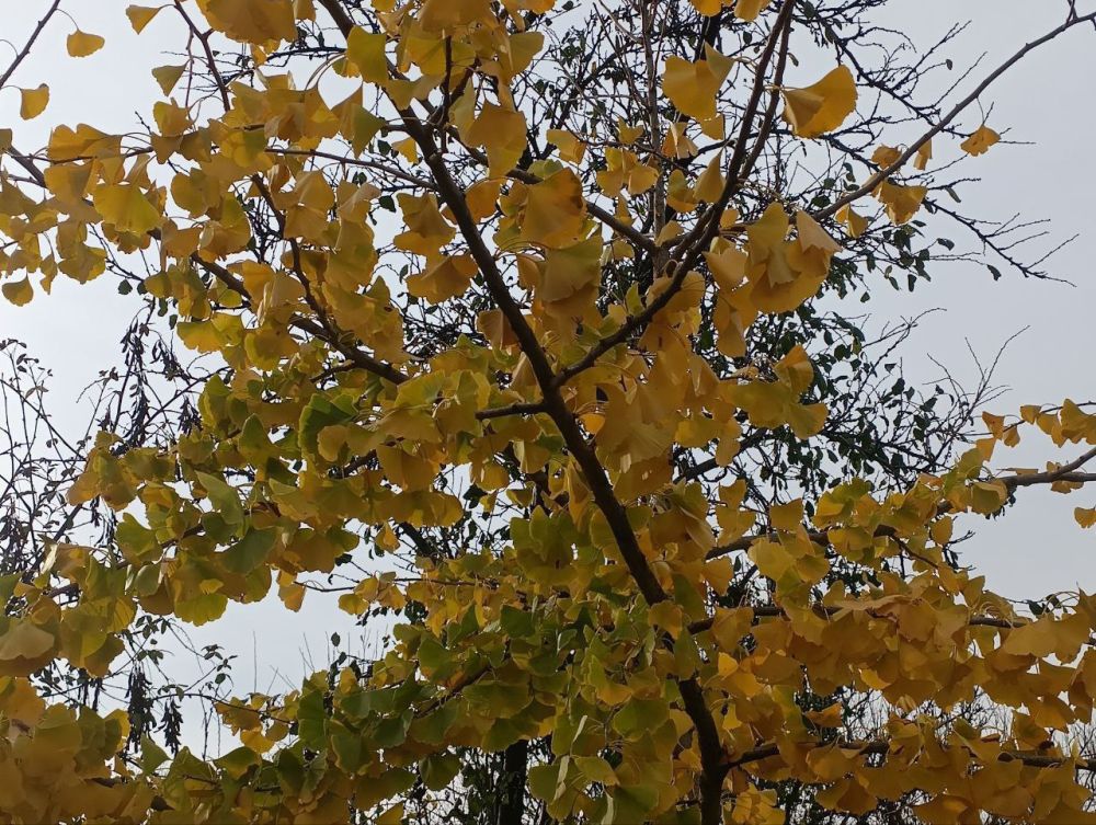 ������������ ���������� �������� �����