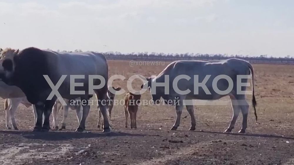 ��� ��������� ������ ������� ������ �������� � ���������� ����������� ��������-����