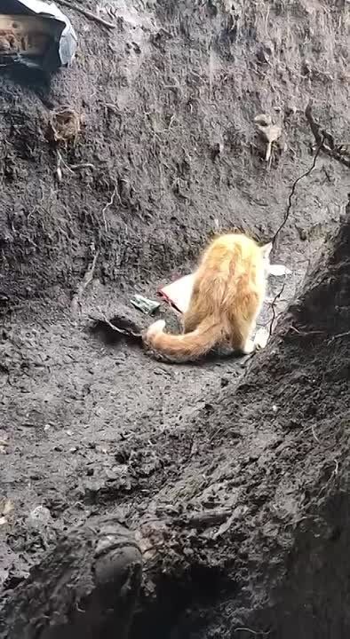 ������ ��������: ����������� ������� ���������� �������� ��� ��� ��������, ��������, ��� ���������� ����� ������ ���������� ����� �������