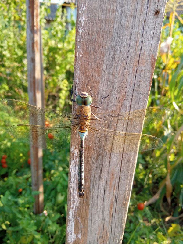 ��������� � �������� ���������� �������� � ������������� ��������� ������-���������� ���������� � �������������� ���������