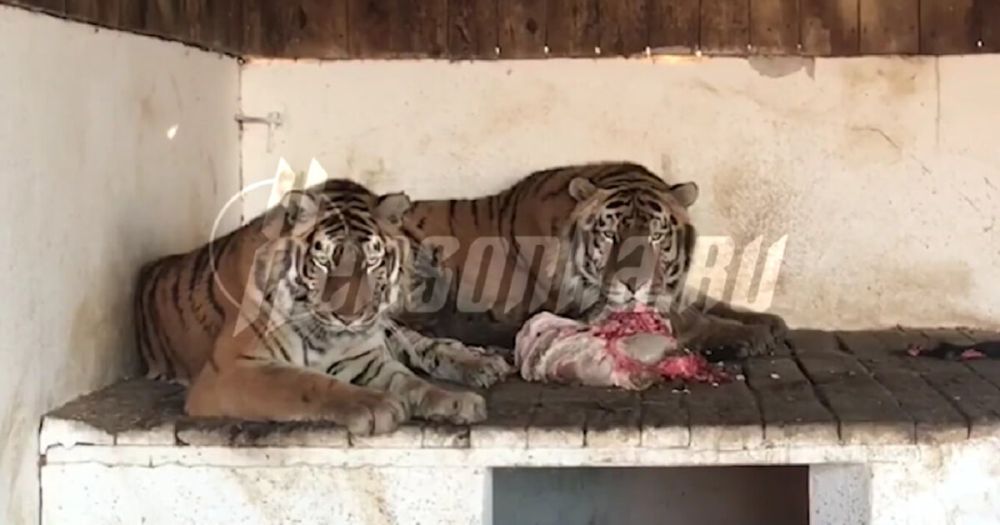 � ���������� ������� ��-�� ������ ������ ��������� �������