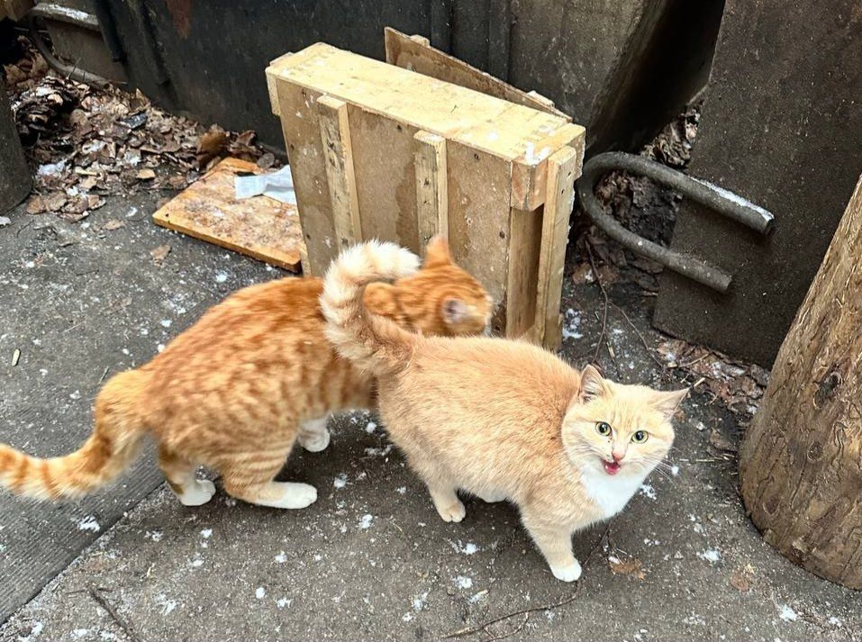 ���� �� �������: ������ �������� �������������� ������ ���� � ��� � ��������� �����������