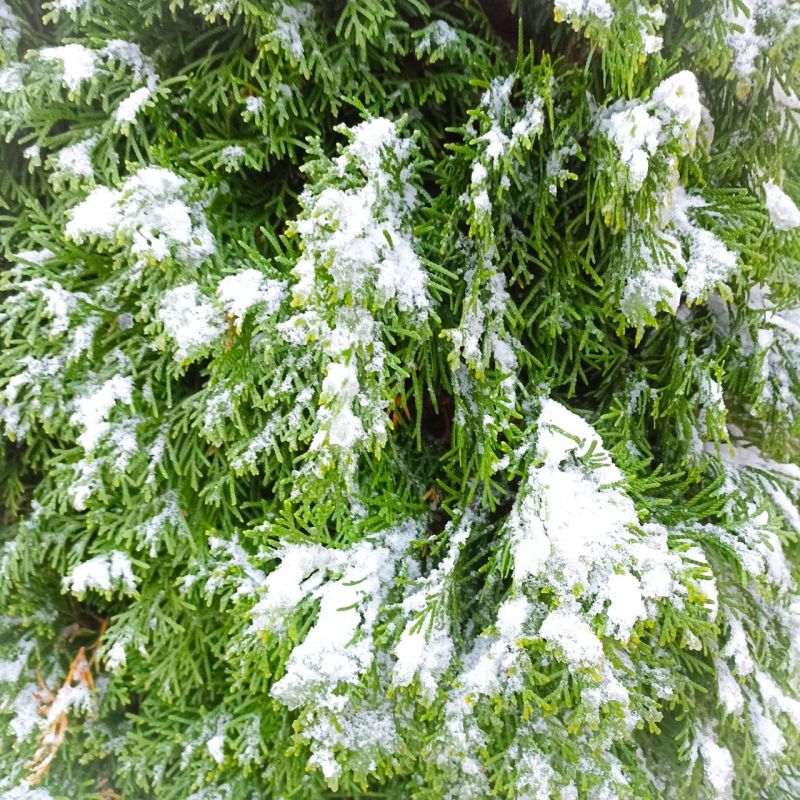 � ������ �����, �����������!