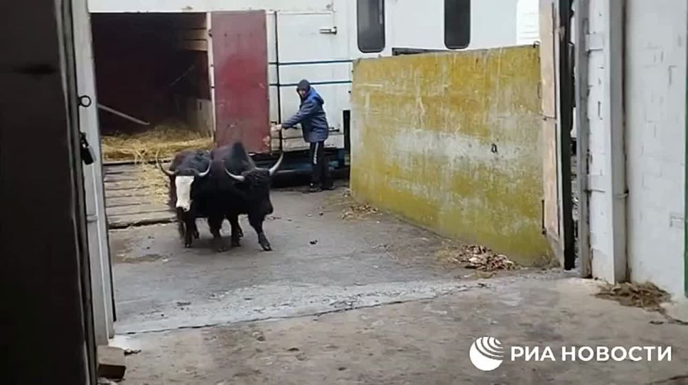 � ���������� ����������� "�������-����" ��������� ����� ���������