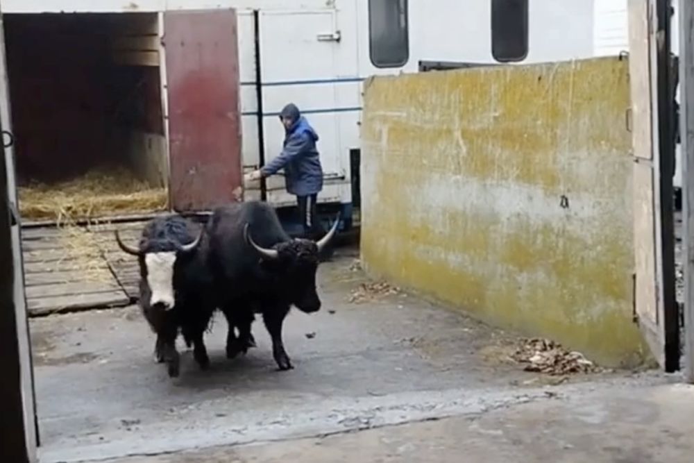 � ���������� «�������-����» ���� ���������� ���� �������� �� ������ �������� ������