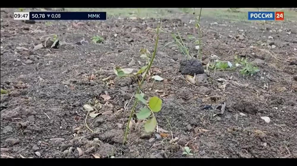 �������� ������������ ��������� ���� ����������� �� ���������� ���������� ������� � ������