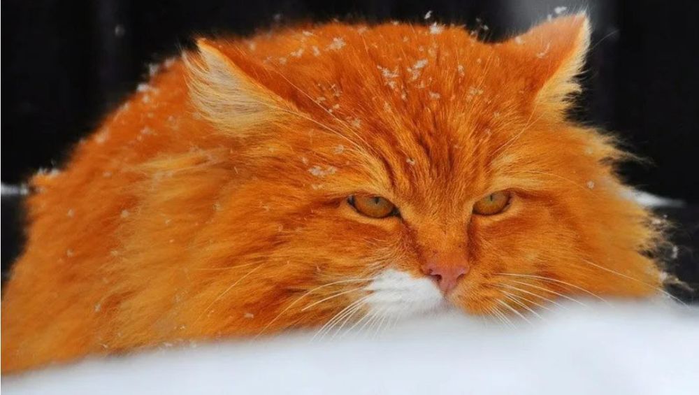 ������������� �������: ���� ����� ������ ���������� 6 �������