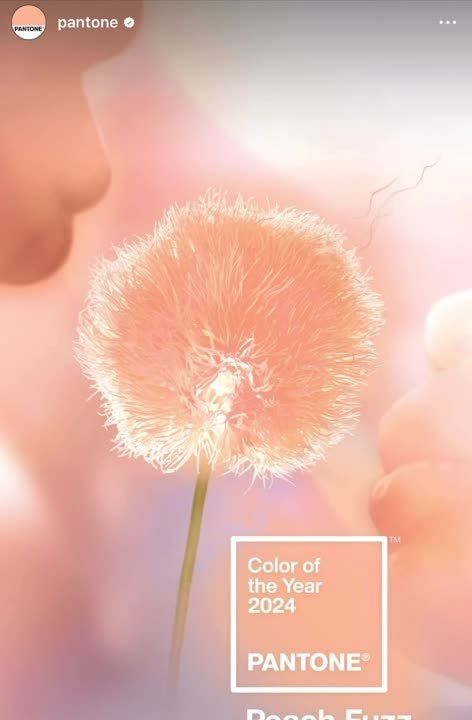 �������� ����� Pantone ������ ������� ������ 2024 ���� ���������� 13-1023 Peach Fuzz � "���������� �����"