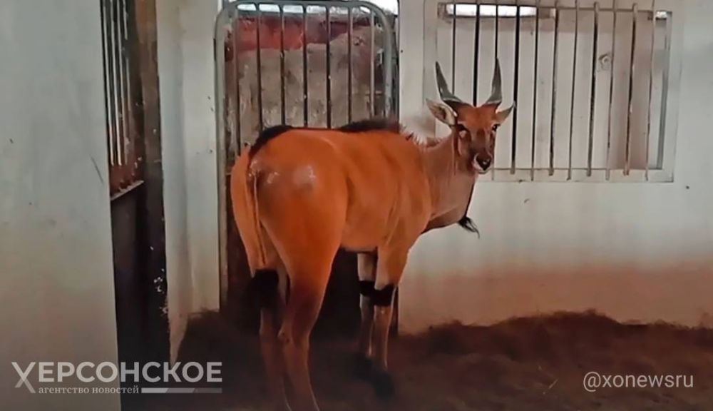 ���������� ��������-���� ��������� ������� ����� ��� ��������� ������ �������� �����