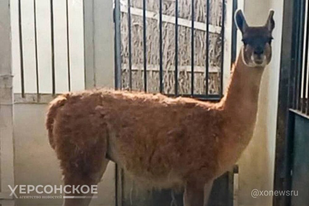 � ����������� ��������-���� ������� ����� ��� ������� �����