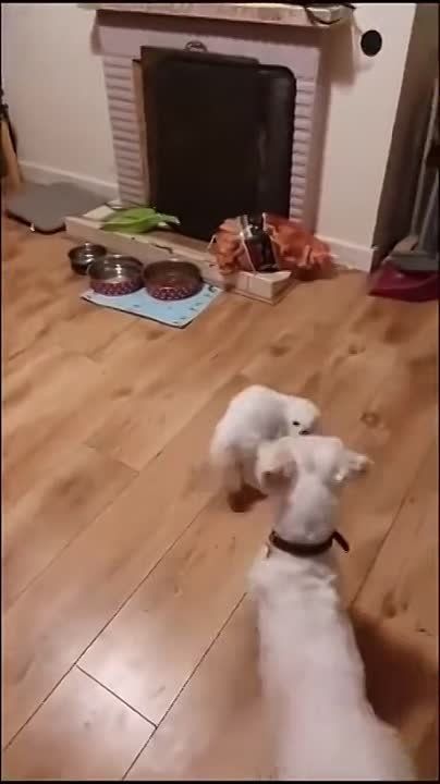 ����� ���� �����, �������� �� ������, ����� �����������, ���������, ���������� �, �������, ������