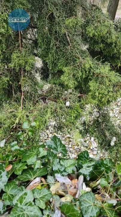 ������ ����� �� �������