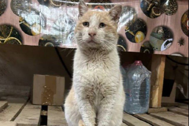 ���� �� �������: ��������� ��� ������ ������� ������ ������� � ���� ���. ��� ������� �����, ��� ���������� � ����, � ������ �����, � ����� � ����