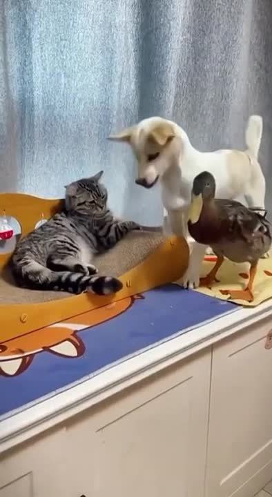 ��������, ����������.