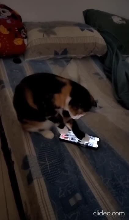 �������, �������, �����������