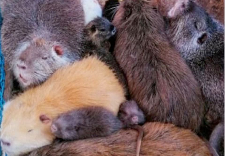 � ����������� "�������-����" �������� �������� ������