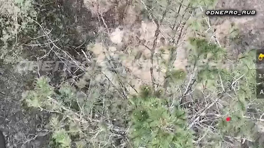 ����������� ����� "�����". ���������� �����������